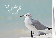 Missing You Seagull on Beach card