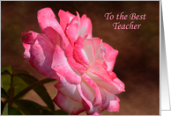 Teacher Appreciation Pink and White Rose card