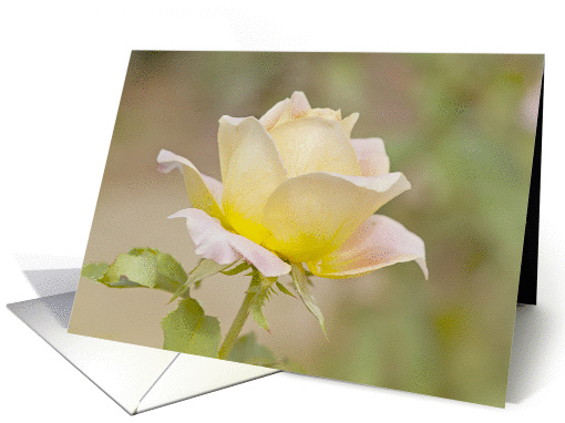 Encouragement Yellow and Pink Rose card (1279720)