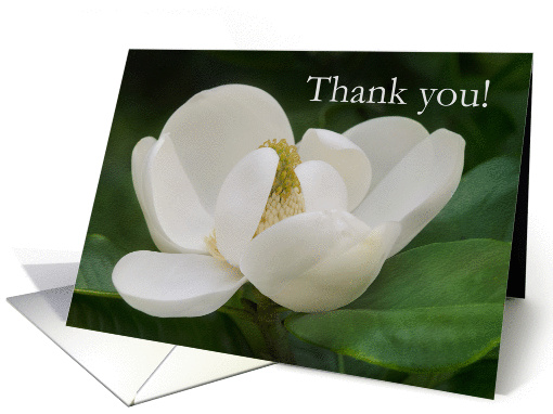 Magnolia Thank you card (1281140)