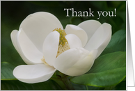Magnolia Thank you...