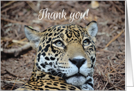 Thank you Jaguar...