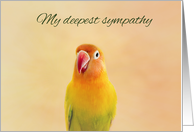 Lovebird Loss of Bird Sympathy card