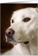 Labrador Retriever Loss of Pet Sympathy card