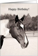 Horse Birthday card