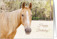 Daughter Horse Birthday Card