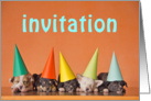 Invitation card with puppy dogs with party hats card