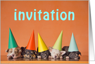 Invitation card with puppy dogs with party hats card