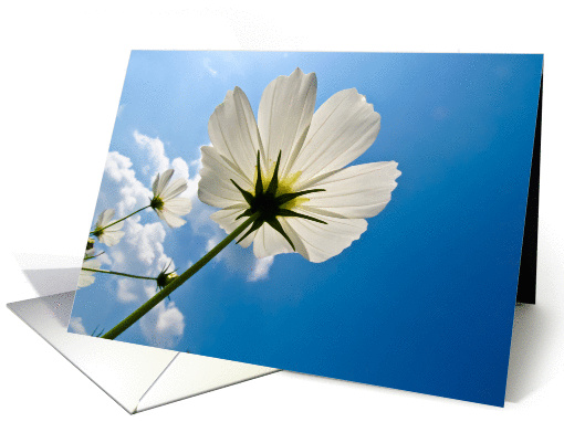 Thinking of You White flower in blue sky card (1329492)
