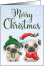 Pugs with Santa Hat for Merry Christmas card