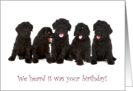 Black Russian Terrier Puppies for Sweet Birthday card