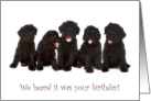 Black Russian Terrier Puppies for Sweet Birthday card