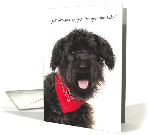 Bouvier des Flandres with Red Handkerchief Funny Birthday card