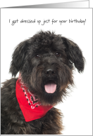 Bouvier des Flandres with Red Handkerchief Funny Birthday card