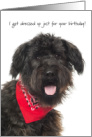 Bouvier des Flandres with Red Handkerchief Funny Birthday card