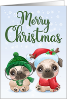Pugs with Santa Hat for Merry Christmas card