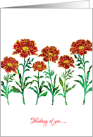 Thinking of You with Stylized Red Marigold, Elegant Floral Design card