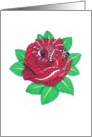 Red Rose, Valentine’s Day card