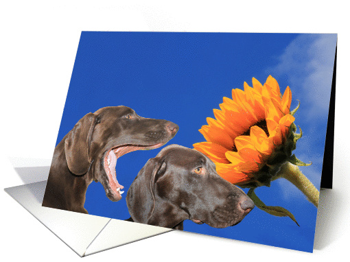 70dog card (1447986)