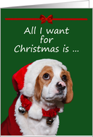 All I Want For Christmas Is You!! card