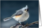 Tufted Titmouse Bird - Blue Orange Feathers - Branch card