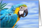Parrot Bird - Blue Yellow Feathers Sky card