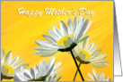 Mother’s Day Lemon Daisy Flowers card