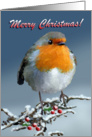 Christmas Robin Redbreast - Snow Branch Berries card