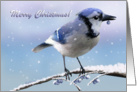 Christmas Blue Jay - Snow Branch Blueberries card
