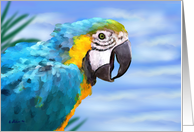 Parrot Bird - Blue Yellow Feathers Sky card