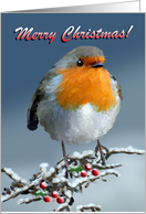 Christmas Robin Redbreast - Snow Branch Berries card