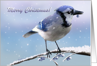 Christmas Blue Jay - Snow Branch Blueberries card
