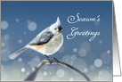 Season’s Greetings - A Tufted Titmouse sitting on a Twig, snow falling card