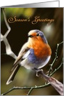 Season’s Greetings - Little Robin enjoying a Sunny Spot in the Garden card