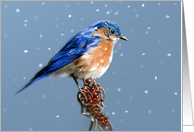 Season’s Greetings - Male Bluebird on Red Berries and Snow Falling card