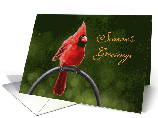 Season's Greetings - Red Cardinal sitting on a Metal Ring... (1346706)