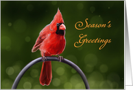 Season’s Greetings - Red Cardinal sitting on a Metal Ring in Garden card