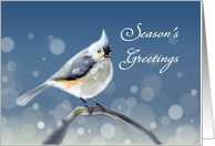Season’s Greetings - A Tufted Titmouse sitting on a Twig, snow falling card
