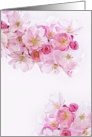 Blank Note Card, suitable for many purposes, Cherry Blossoms card