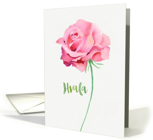 Thank you in Slovenian, Hvala, Watercolor Pink Rose card (1381912)