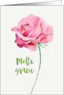 Thank you in Italian, Watercolor Pink Rose card