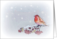 Blank Note Card, Robin, Berries, Winter Snow scene, Painting card