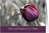 Peace and Comfort to...