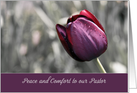 Peace and Comfort to our Pastor, Christian Sympathy, purple Tulip card