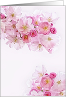 Blank Note Card, suitable for many purposes, Cherry Blossoms card