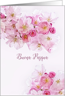 Happy Easter in Italian, Buona Pasqua, Pink/White Cherry Blossoms, card
