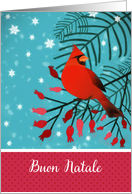 Merry Christmas in Italian, Buon Natale, Cardinal Bird card