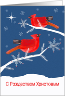 Merry Christmas in Russian, Red Cardinal Birds card