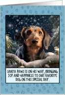 Wirehaired Dachshund Christmas card