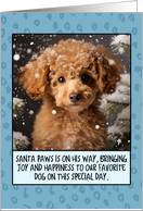 Apricot Poodle Christmas card